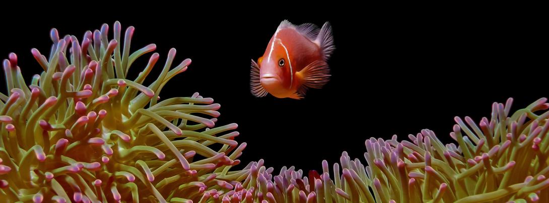 Pink anemone and orange fish